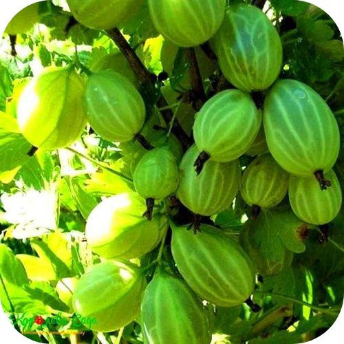 Крыжовник "Мраморный" 