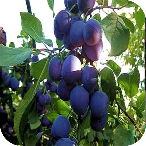 Саженцы Сливы "Дымчатка" > цена,  фото